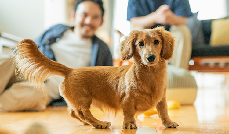 犬との暮らしを考えた新築一戸建ての選び方